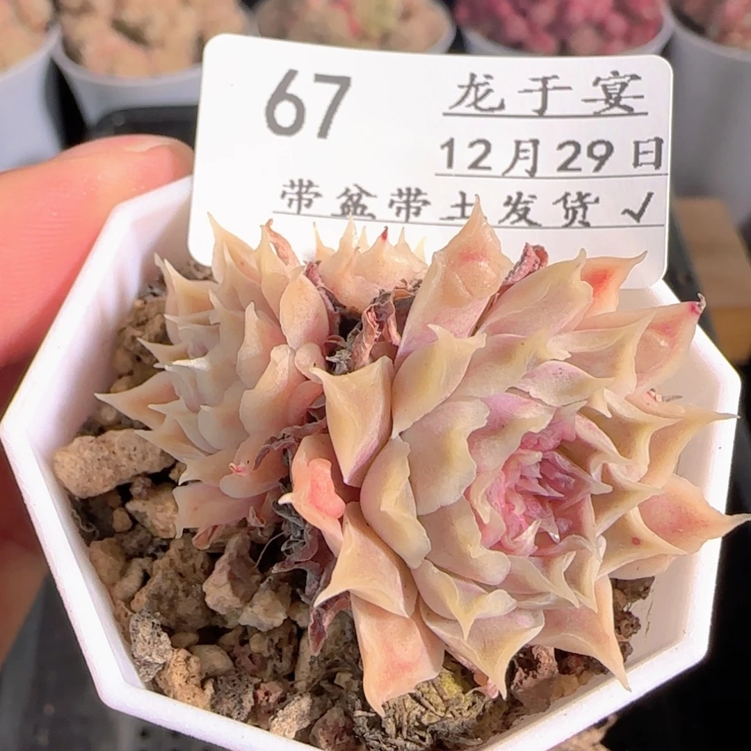多肉1229-67榴财榴财福利