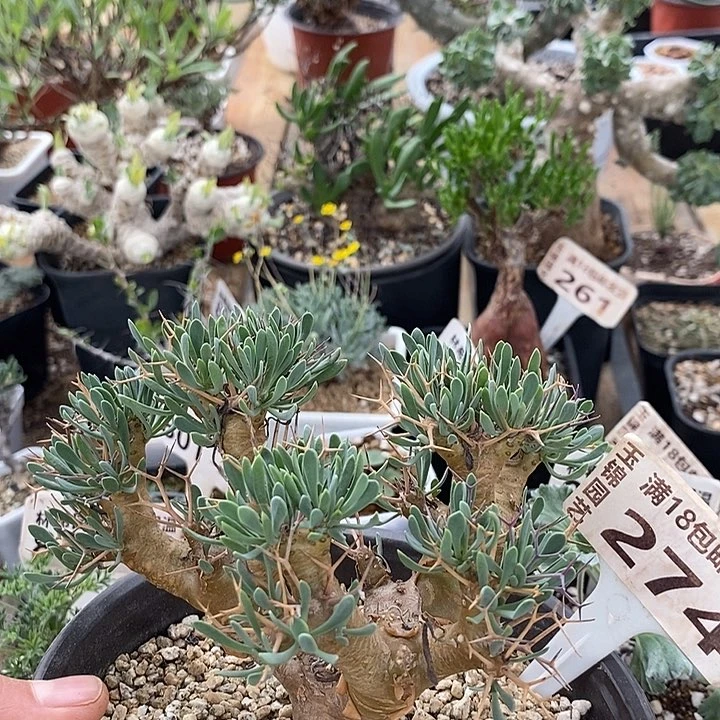 274黑鬼殿脱土带盆一一