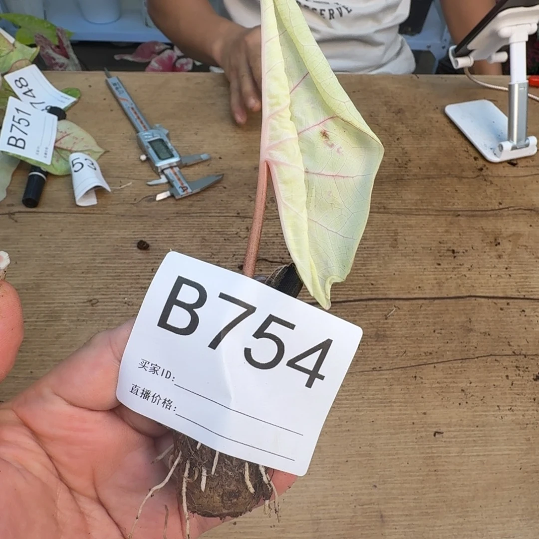 无花朵丹霞球  2~3福利不售后 B754