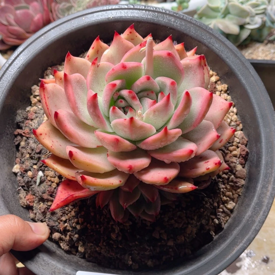 【闪购商品】2457粉钻