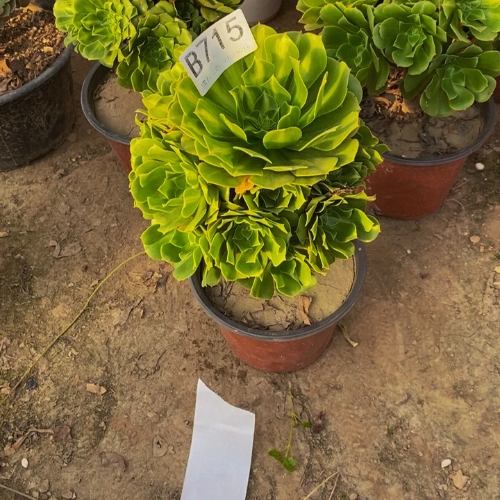 琉璃715。