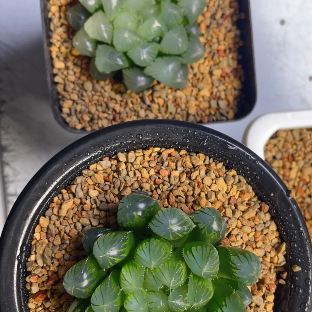 晚****来十二卷多肉玉露组合。