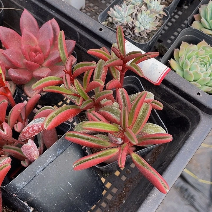 红背椒草带盆土发