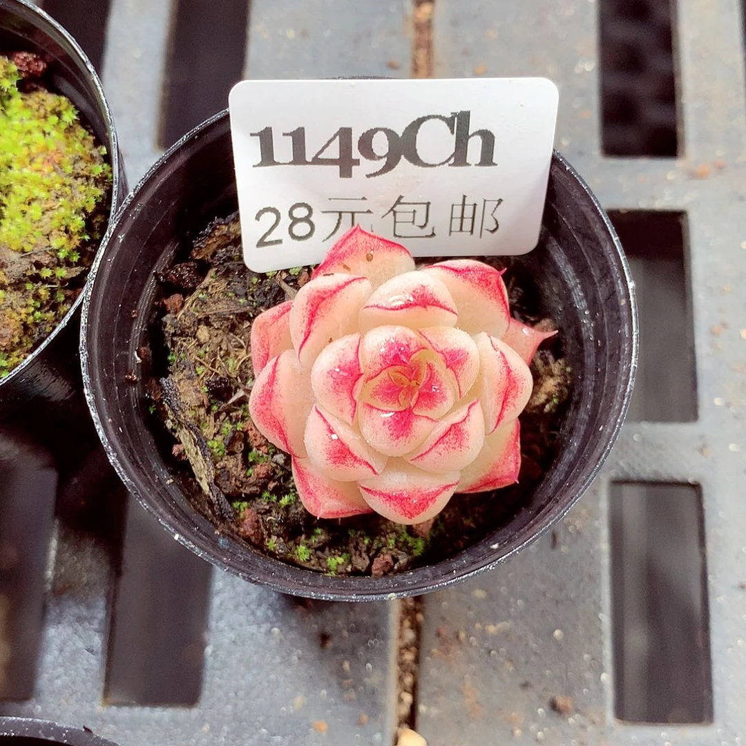 5厘米盆精控多肉1149