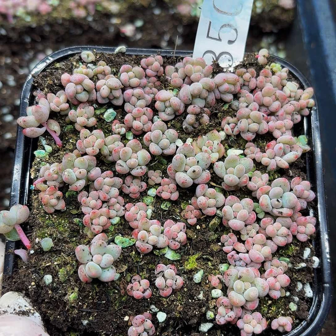 多肉植物多肉植物850