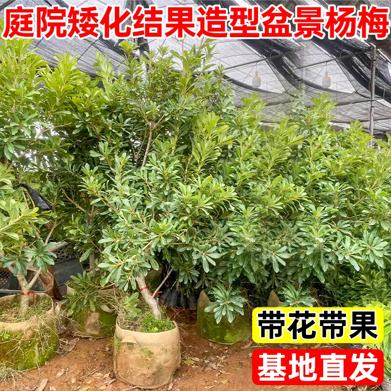 东魁杨梅树苗嫁接正宗黑炭早熟带土庭院种植乌梅大果杨梅苗果树苗