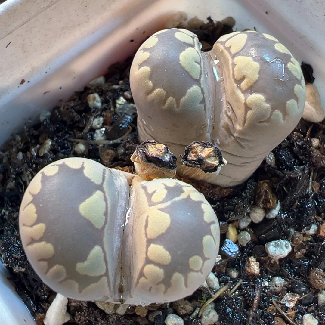 061多肉植物盆栽植物