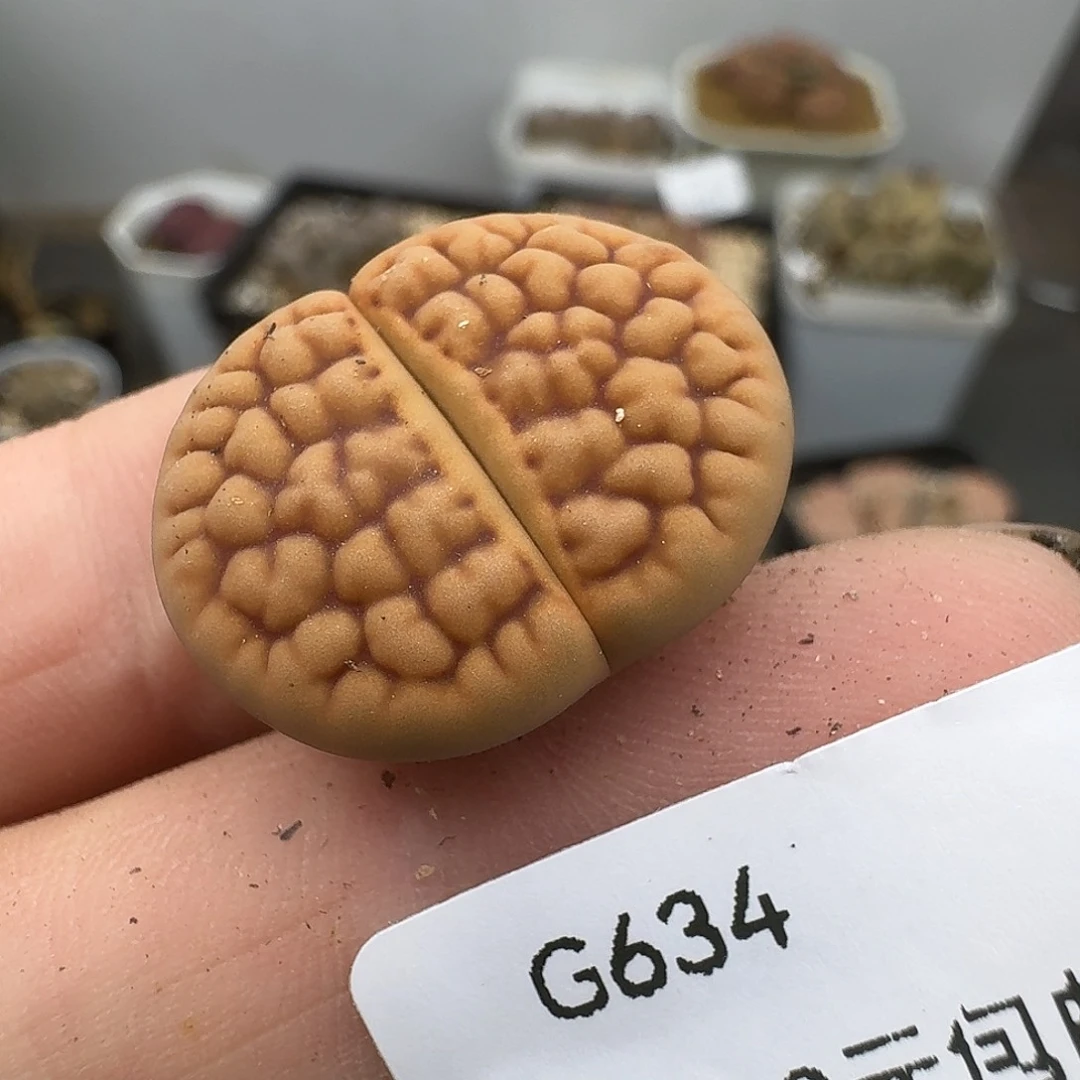 634多肉哈哈哈哈哈哈哈