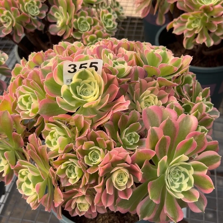 355白凤朵朵25厘米左右