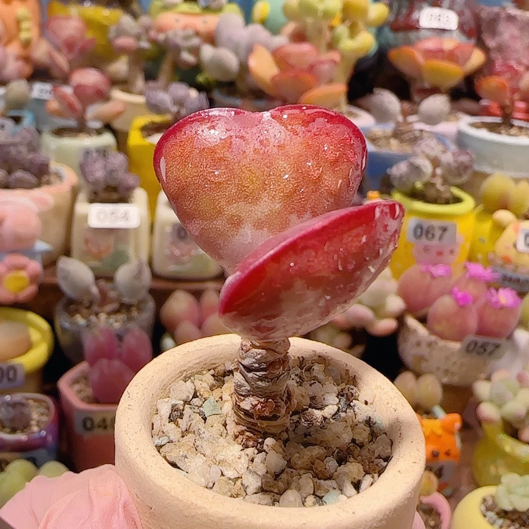 T爱心水泡盆口3cm