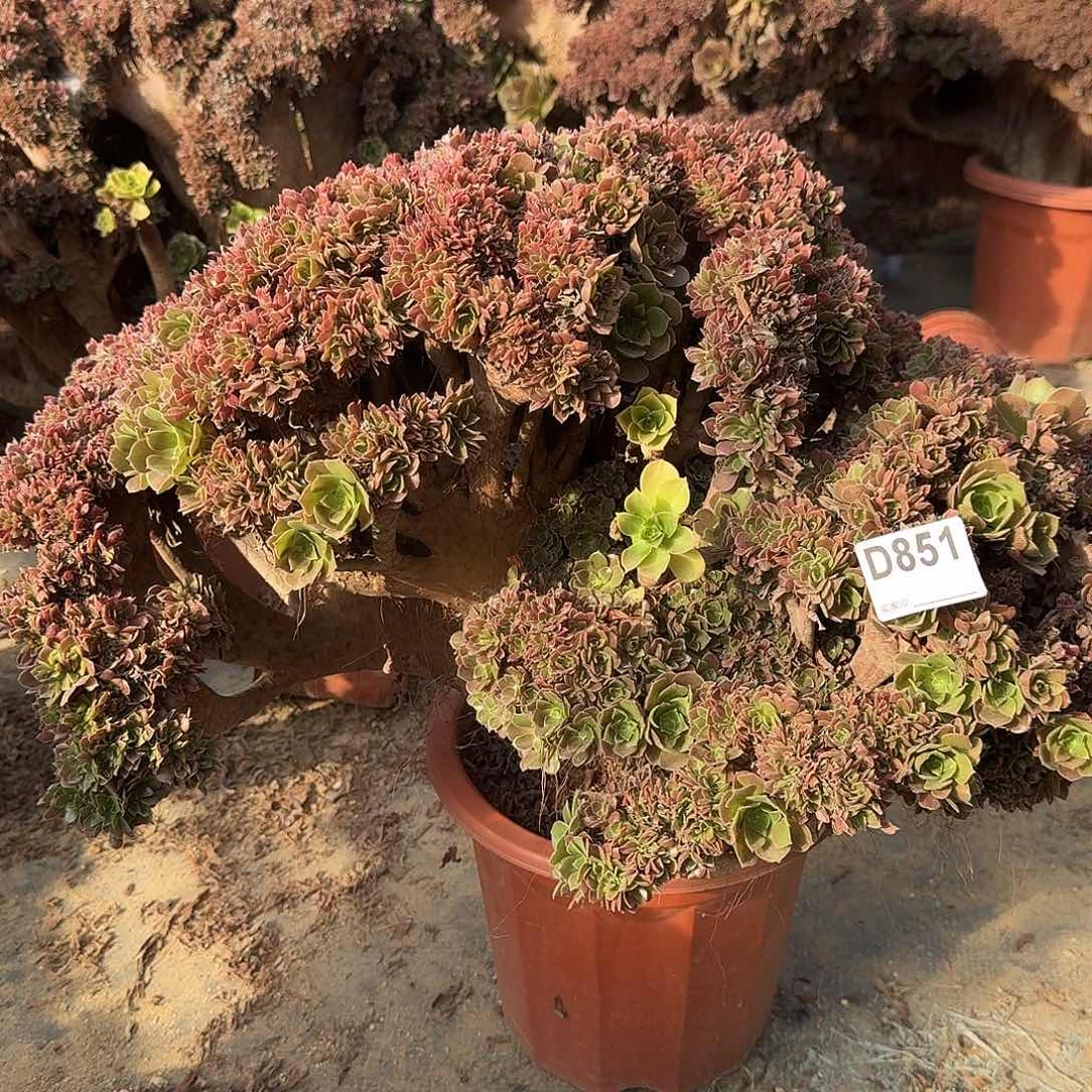 851玫瑰朵朵有伤一颗呀呀