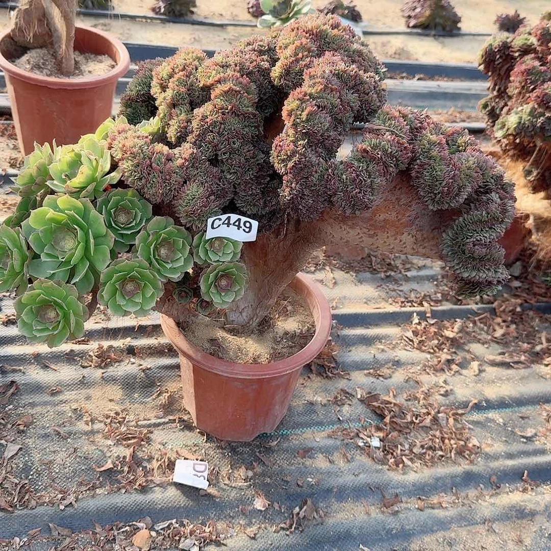 万缀微瑕一颗呀449