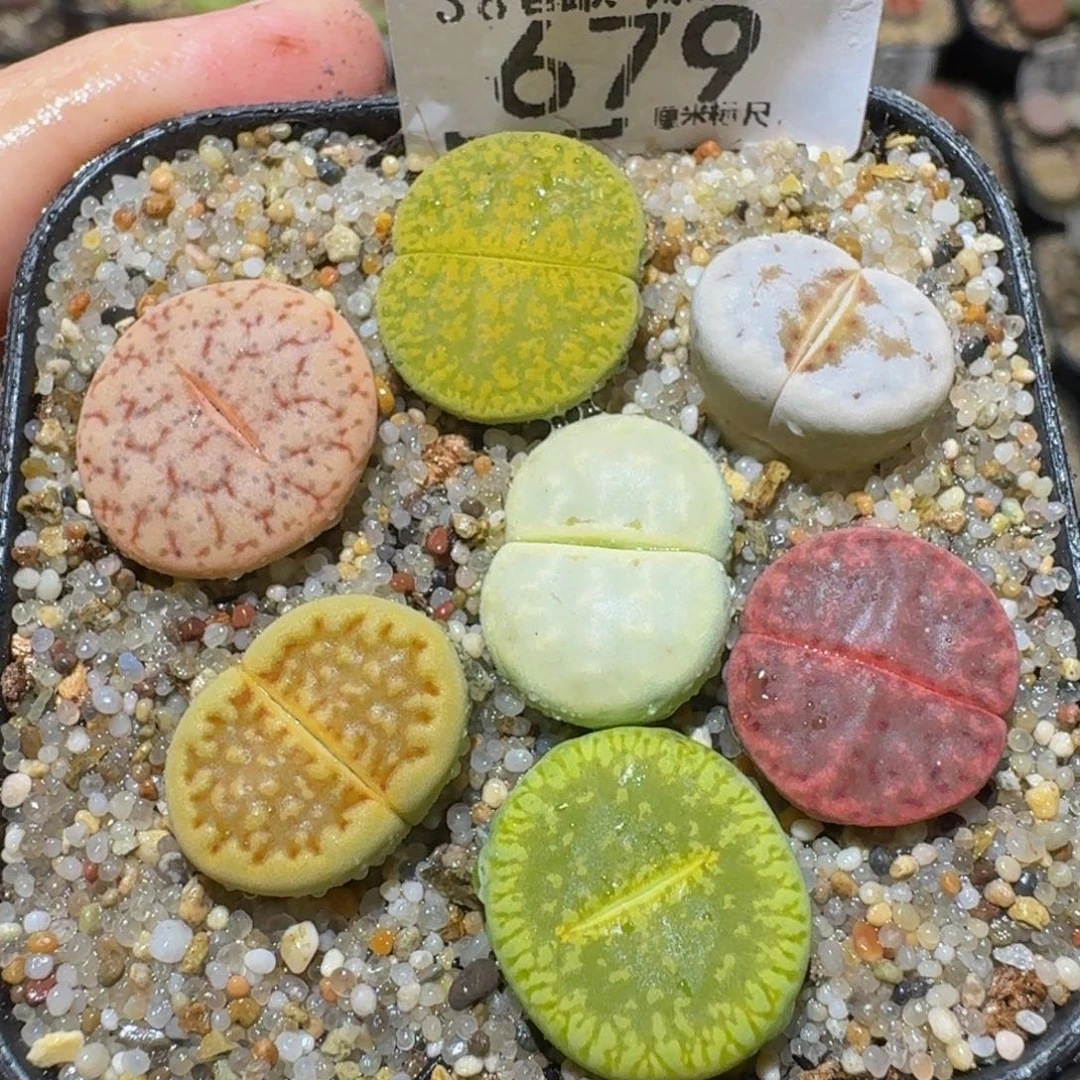 Ssss精品生石花679