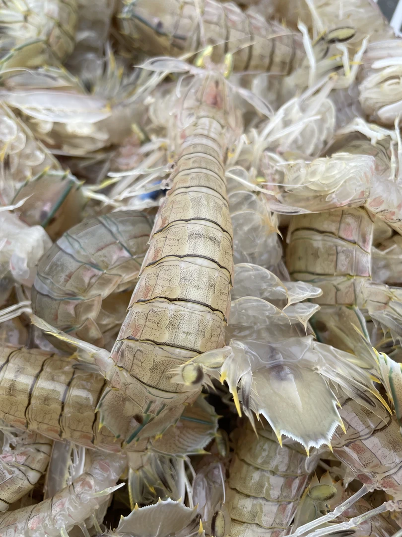 野生皮皮虾。活虾煮熟发货。肉质包脆包甜包不缩水