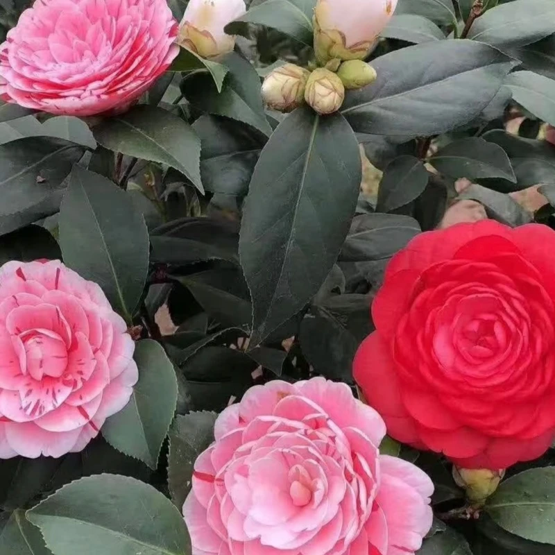 S级加高加大80cm-100cm山茶花树苗盆栽花卉耐寒好养适合室内外
