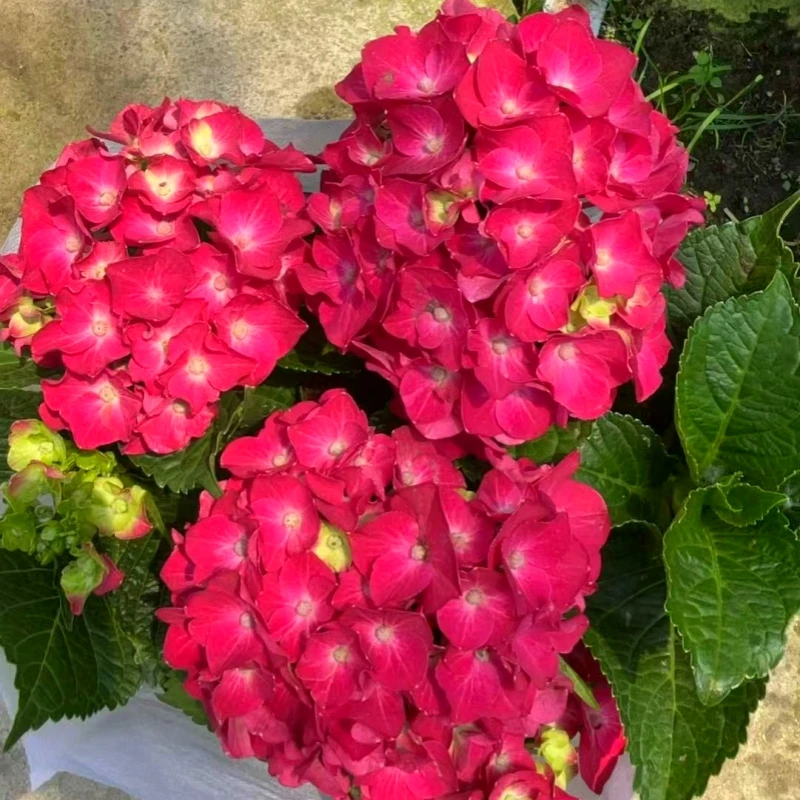 【紫色旋律】稀有绣球花品种盆栽室内外庭院花卉易成活爆花期长