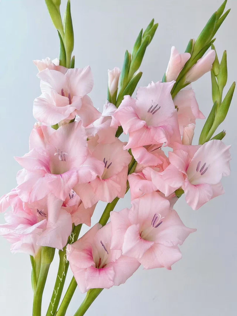 【阿迪娜】进口种球8/10唐菖蒲/剑兰
