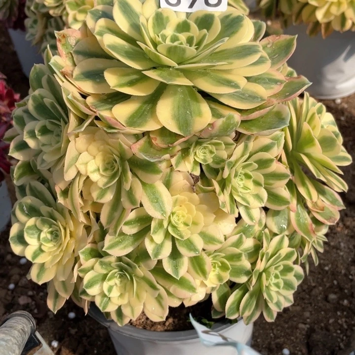 398多肉植物迈巴赫