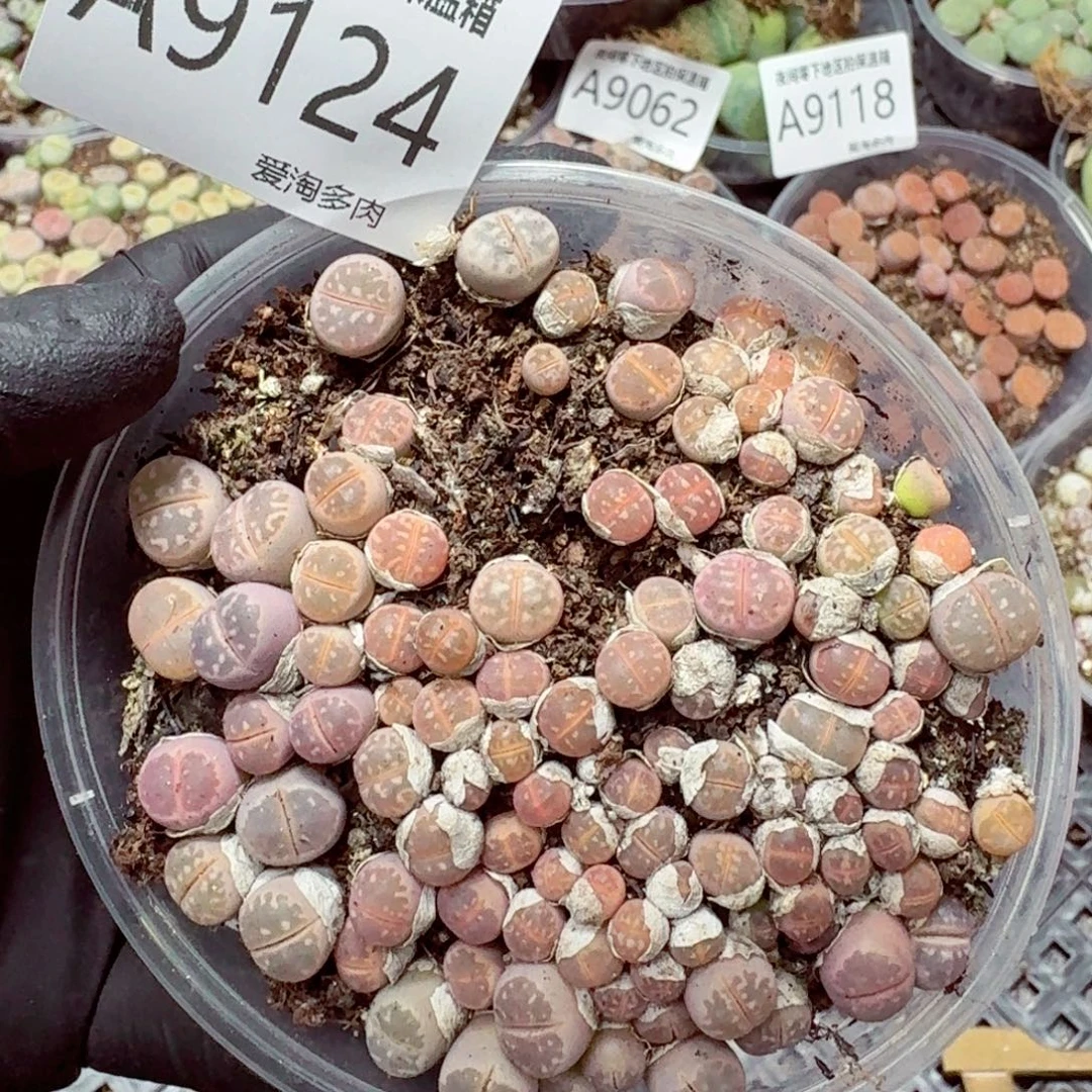 9124–-零下地区需拍保温箱