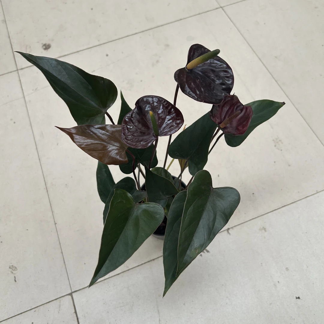 黑色掌盆栽绿植易养