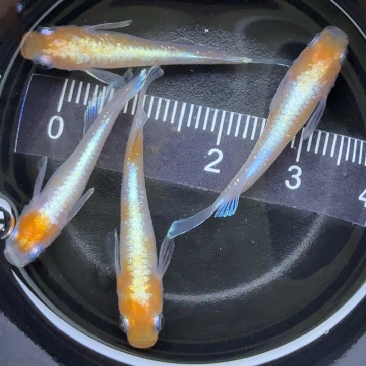 青鳉鱼红白赤壁17号