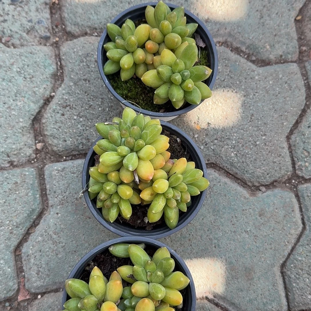 千代田多肉植物精品