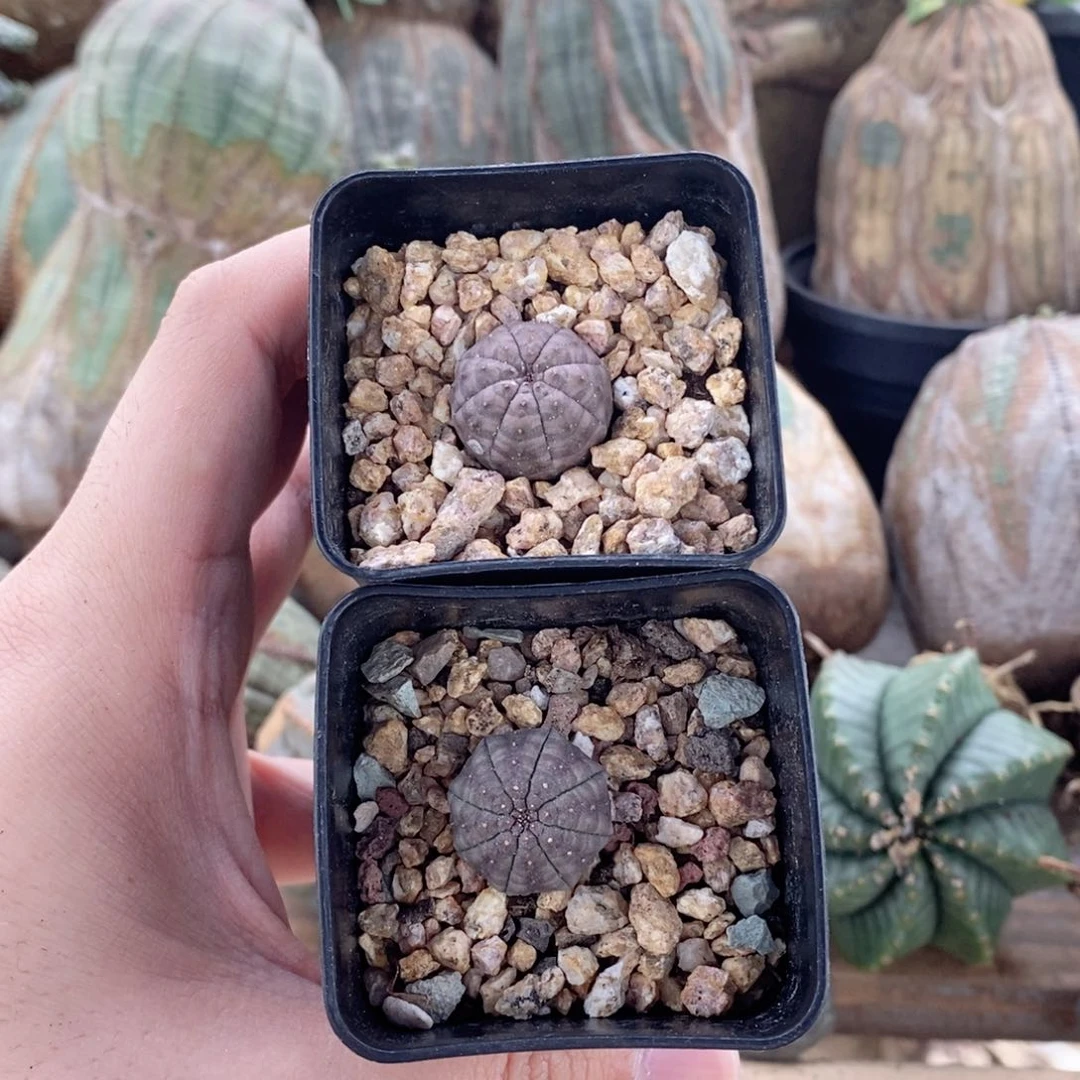 欧系实生布纹球多肉植物