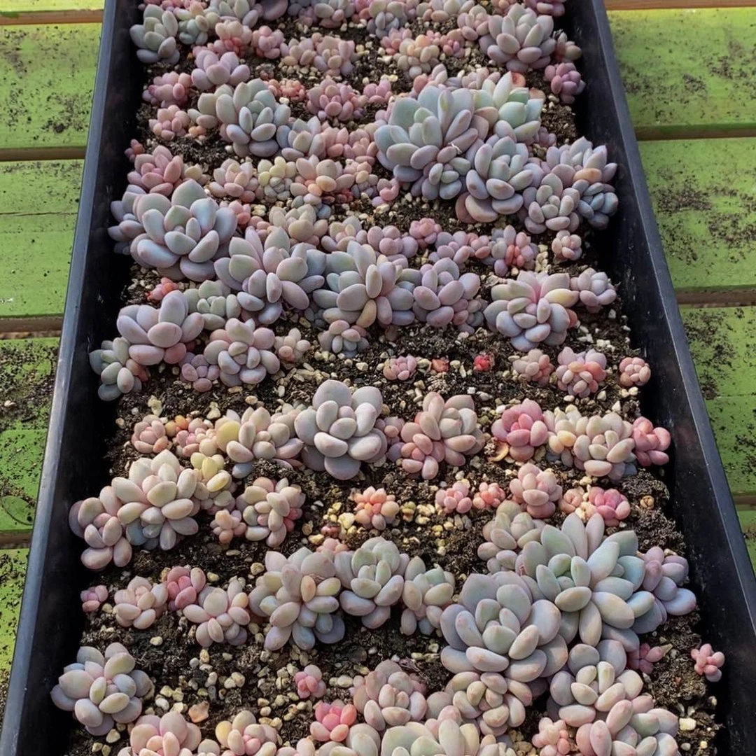 652多肉植物保护研究所