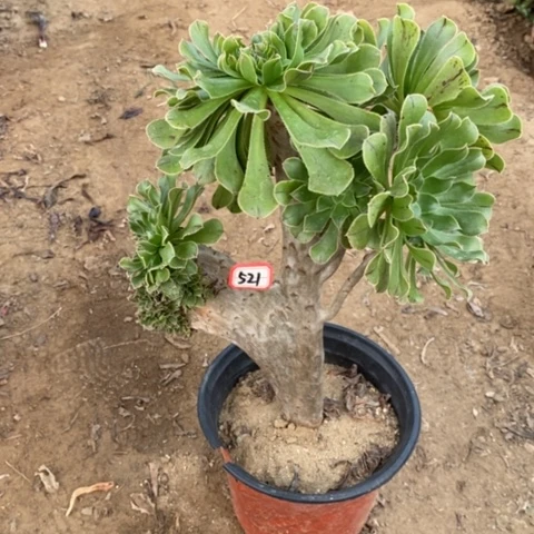 原始绿缀一物一拍