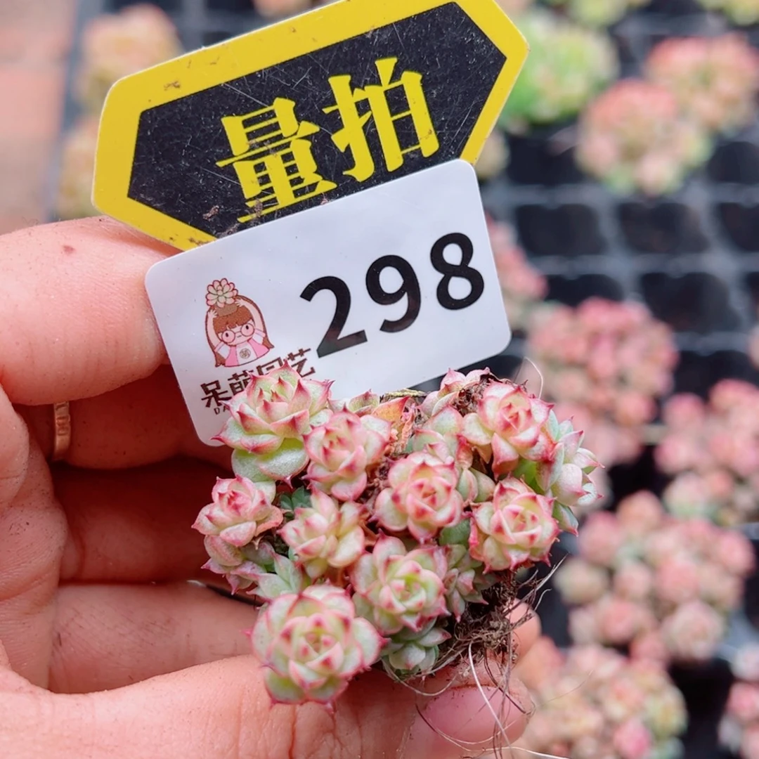 多肉植物多肉植物