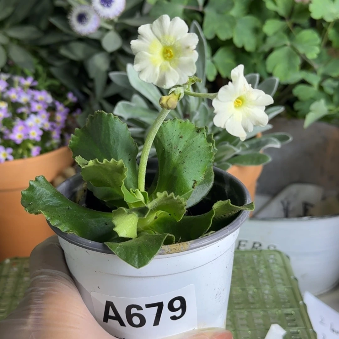 一物一拍  耳叶报春A679