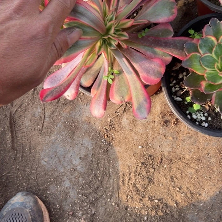 纳福➕莲花➕美度杀家流离