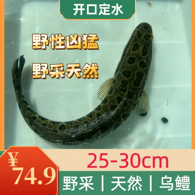 乌鳢黑鱼发财鱼原生鱼野生鱼孝鱼冷水鱼观赏鱼淡水鱼野采凶猛天然