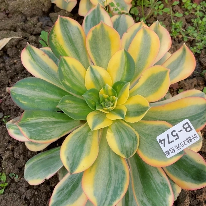 574灿烂多肉12345678