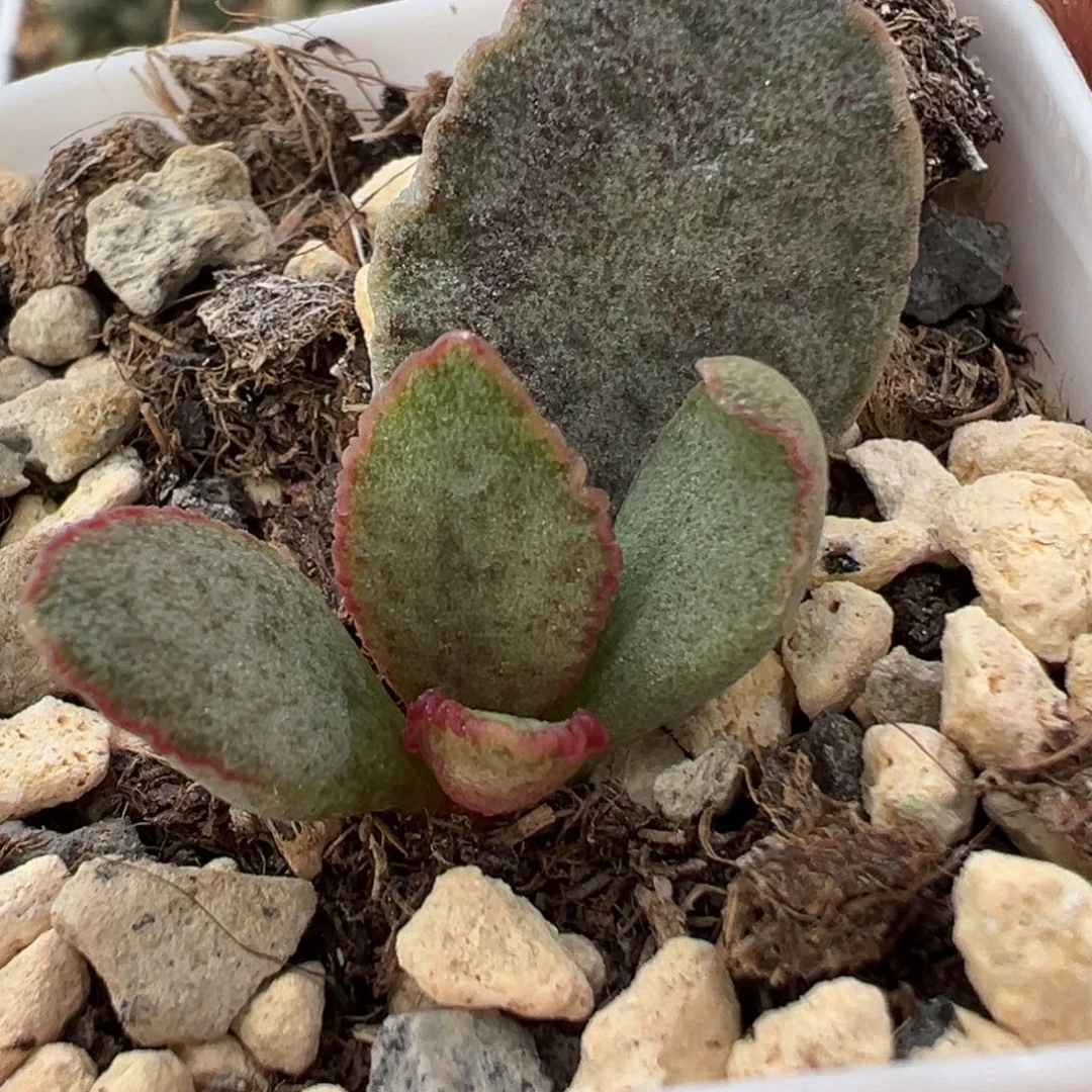 粉红色斑点款实生新品