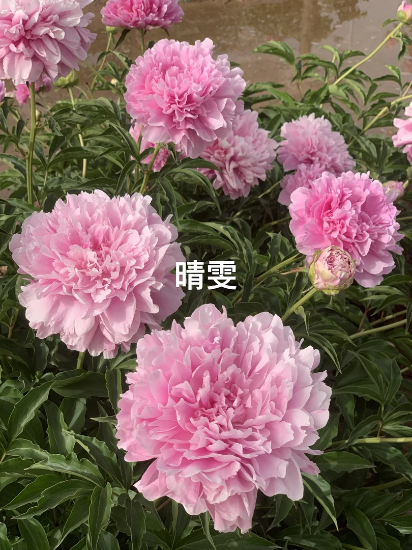 晴雯芍药块根庭院地栽盆栽菏泽基地直发