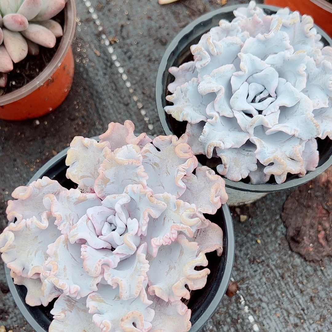 2盆白饺子皮 多肉植物