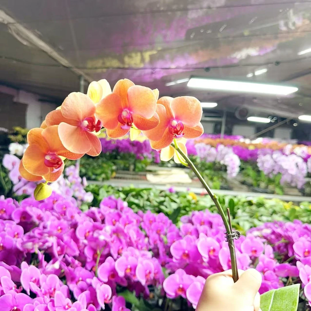 【金桔】精品 蝴蝶兰