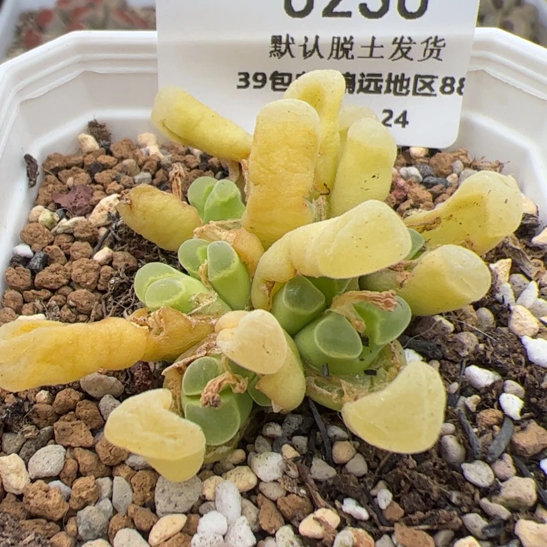 0230号极窗多肉植物