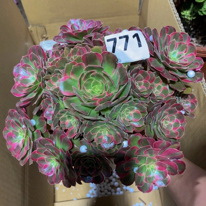 *****无花朵安娜7710000000000