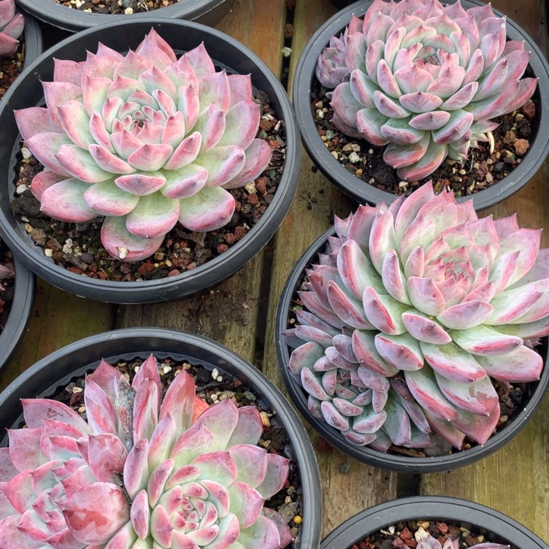 多肉植物多肉植物2617