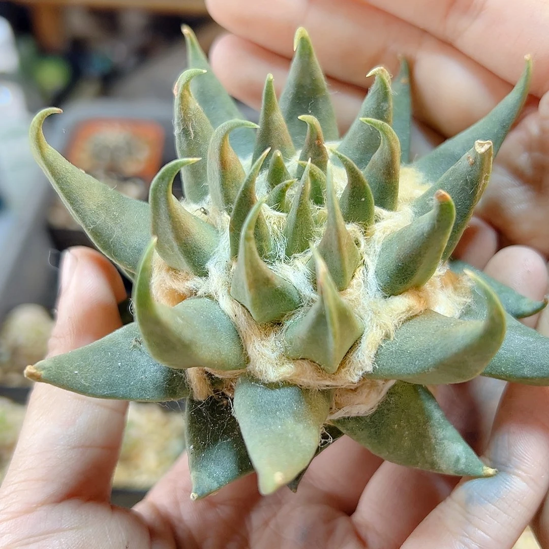 20号根芽细尤龙牙牡丹有瑕疵9.7公分