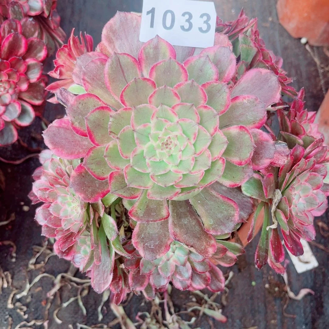 贵妃多肉发货发货