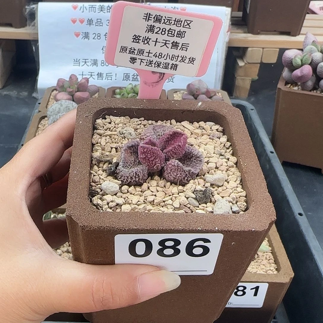 冰***酱086实生多肉植物
