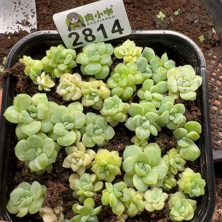 无花朵多肉植物多肉植物