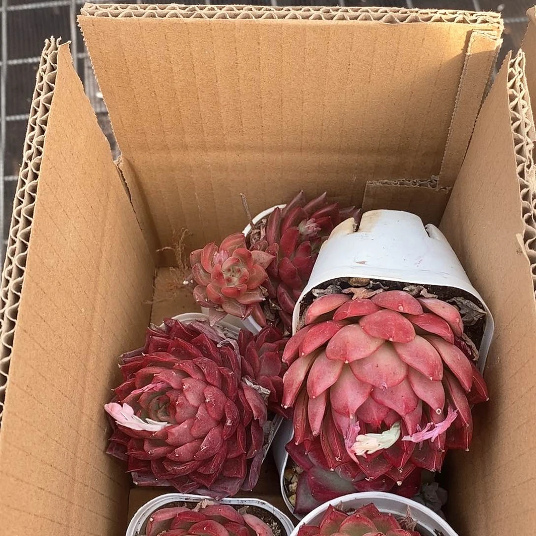 6505红色系列超大个