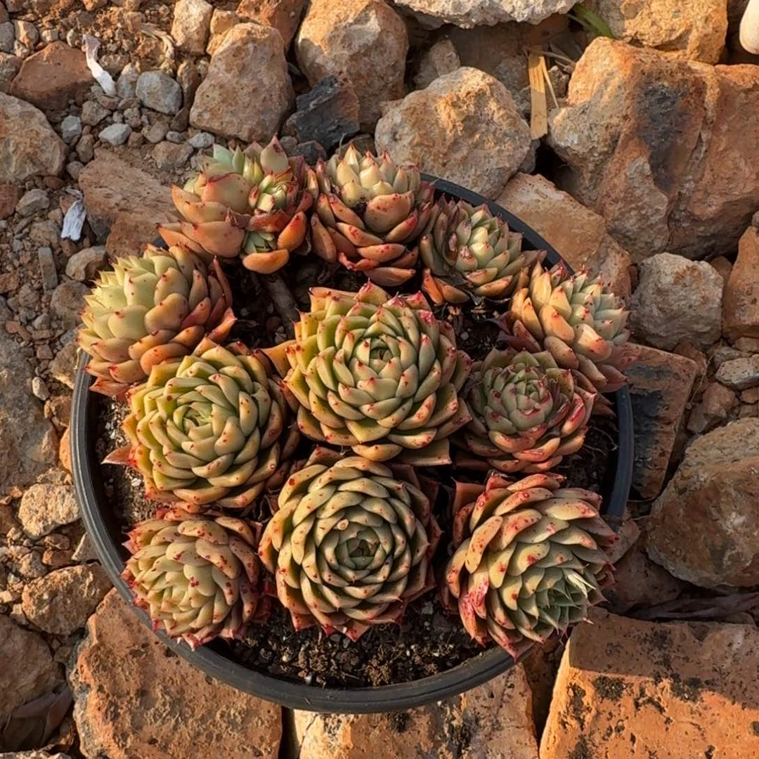 青椒群生老桩多肉植物