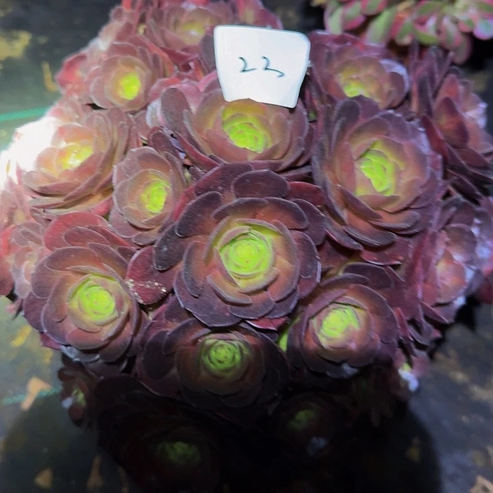 誰***單精品抹茶老桩朵朵22