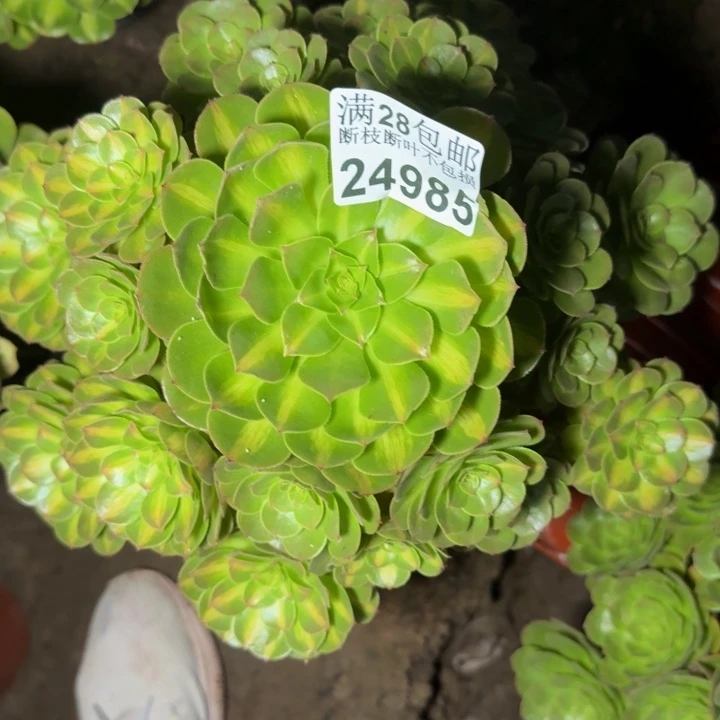24985南抹茶多肉植物