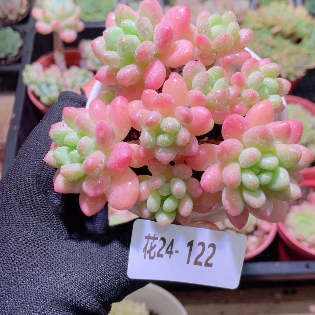 花利美24-122洛可可